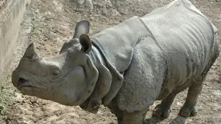 Patna Zoo Ranks Second Globally For Rhino Population, Houses 10 From Four Breeds