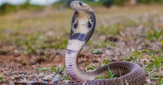kanpur-dowry-case-husband-locks-up-wife-in-room-with-snake-over-rs-5-lakh-demand