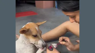 Viral Video Of Woman Painting Dog’s Nails Divides Animal Lovers, Sparks Concern Over Pet’s Skin: 'It's Harmful For Them'