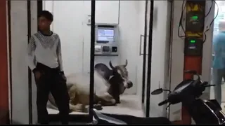 'He Is On Guard Duty': Bull Escapes Heat In Style, Relaxes Inside ATM While People Wait Outside, Hilarious Video Goes Viral