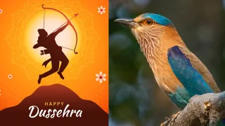Dussehra 2025: Why Seeing A Neelkanth Bird Is Considered Auspicious On Vijayadashami?