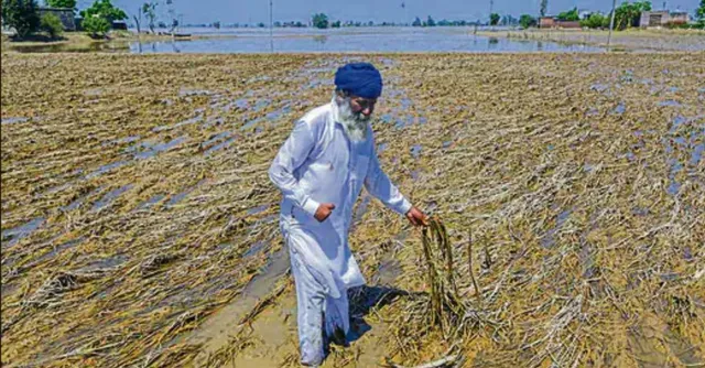 punjab-breaks-70year-record-for-october-rainfall-crops-suffer-extensive-damage-check-imd-forecast