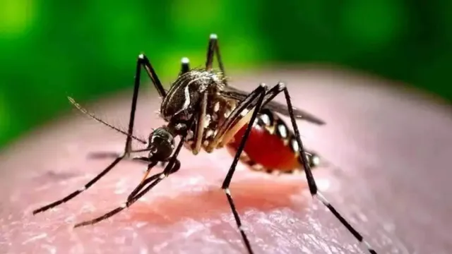 ghaziabad-dengue-outbreak-cases-surge-to-210-in-45-days-health-dept-intensifies-monitoring