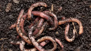 MP Govt Hospital Under Scanner After Worms Found In Child’s Antibiotic Bottle Amid Cough Syrup Row