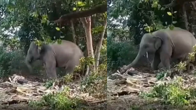 baby-elephant-grooves-to-late-singer-zubeen-gargs-song-in-adorable-viral-video-leaves-internet-emotional