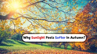 Why Does Sunlight Feel Softer And Golden In Autumn Season? Here’s The Real Reason