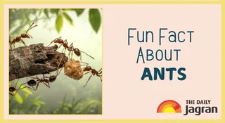 what-is-a-group-of-ants-called-check-out-the-correct-term-and-its-fascinating-origin-fun-fact