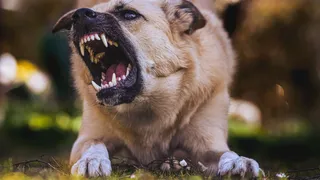 Chennai News: Free Dog Vaccination Camps Announced; Check Dates, Locations And Key Details