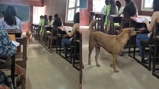 dogesh-bhai-crashes-delhi-university-class-internet-bursts-out-laughing-saying-jaanch-krne-aaya-hai-video