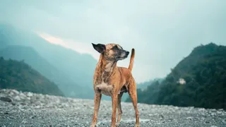 Madhya Pradesh: Stray Dog Attacks 12 Villagers In Khandwa, Nine Hospitalised After Bite Injuries