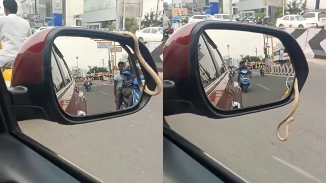 snake-slithers-out-of-moving-cars-side-mirror-internet-shocked-at-scary-visuals-thats-quite-serious-reminder-video