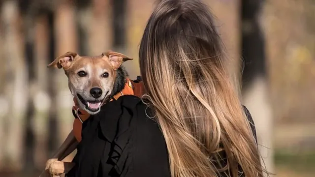 gujarat-man-alleges-dog-lover-wifes-cruel-behavior-towards-him-caused-erectile-dysfunction-files-for-divorce