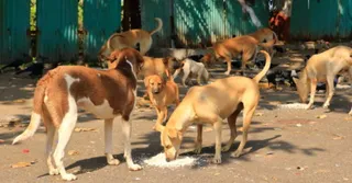 Delhi: RTI Reveals 18 Rabies Deaths Since 2022, Contradicting Govt’s ‘Zero Fatalities’ Claim