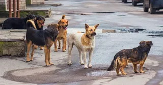 Karnataka Govt Announces Rs 5 Lakh Aid For Fatal Dog-Bite Victims’ Families, Rs 5,000 For Injured
