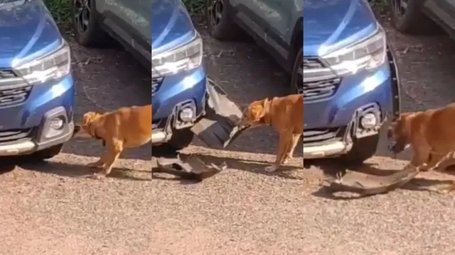 watch-stray-dog-uproots-cars-fender-heres-how-netizens-reacted-to-the-viral-video