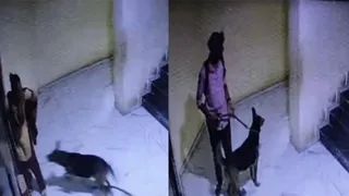 Caught On Camera: Woman Attacked By Pet Dog In Rajkot; Owner Slaps Victim Instead Of Helping