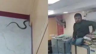 Snake Spotted Inside Punjab National Bank Sparks Major Panic, Employees Stand On Tables For Safety In Viral Video