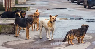 West Bengal: Newborn Abandoned Outside Washroom In Nabadwip; Stray Dogs Become Unexpected Saviours
