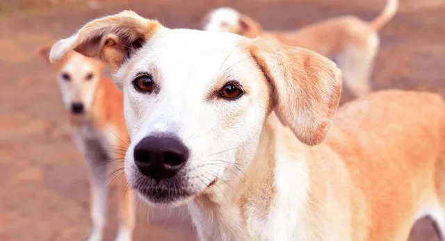 gurugram-boosts-stray-dog-management-feeding-spots-shelters-and-safety-measures-planned
