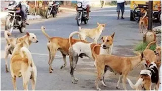 Stray Dog Issue: Govt Tightens Rules, To Seek Monthly Reports From Districts On Animals Removed From Streets