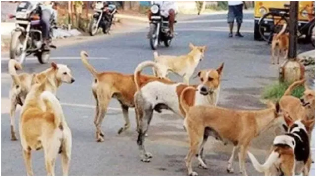 stray-dog-issue-govt-tightens-rules-to-seek-monthly-reports-from-districts-on-animals-removed-staff-deployed