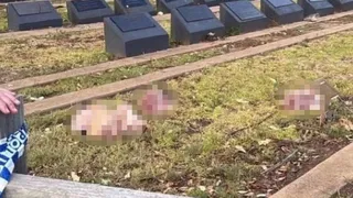 Sydney Horror: Muslim Cemetery Vandalised With Butchered Pig Heads Amid Public Outrage After Bondi Beach Shooting