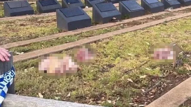 sydney-horror-muslim-cemetery-vandalised-with-butchered-pig-heads-amid-public-outrage-following-bondi-beach-shooting