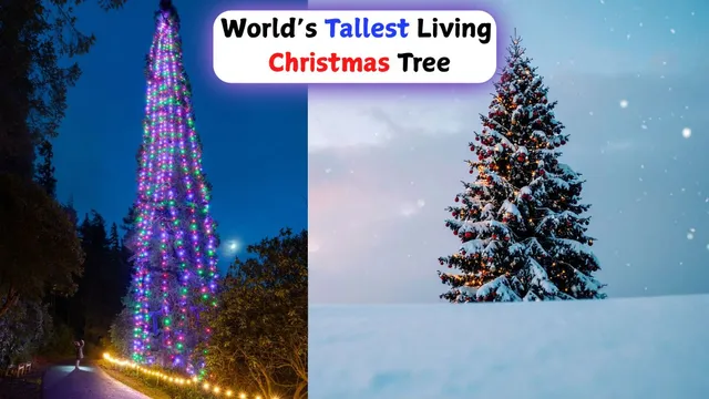 where-is-the-worlds-tallest-living-christmas-tree-location-height-and-fun-facts