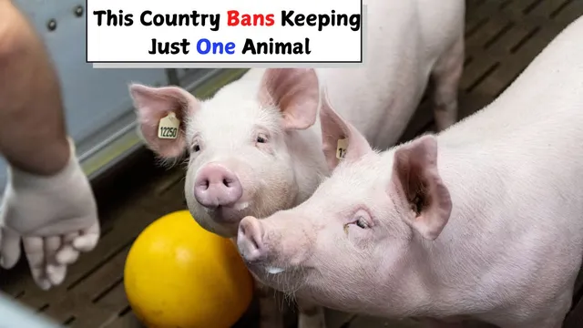 which-country-makes-it-illegal-to-own-just-one-pet-the-reason-will-melt-your-heart