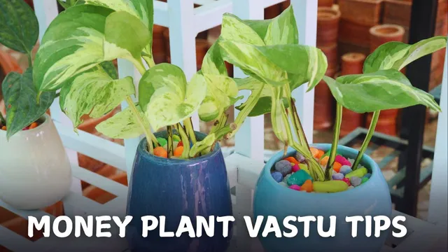 7-effective-vastu-tips-to-turn-your-money-plant-into-a-nonstop-wealth-generator