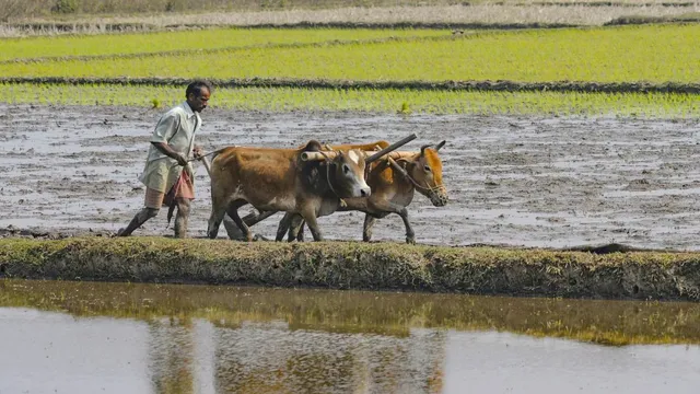 national-farmers-day-the-hands-that-feed-india-the-backbone-that-sustains-it