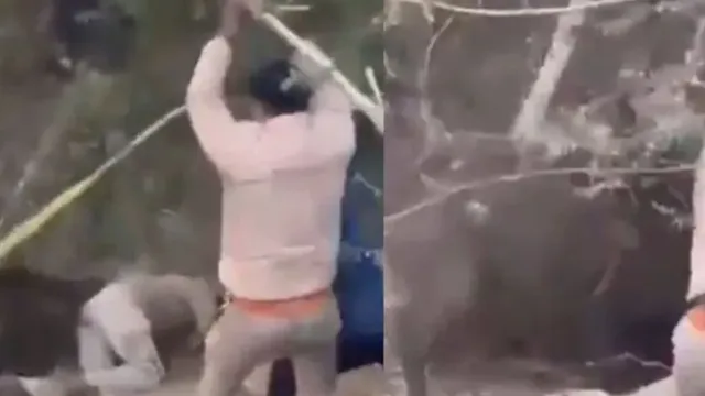 up-chaos-erupts-as-wild-boar-attacks-rescue-officer-team-tries-to-fend-off-animal-with-sticks-watch