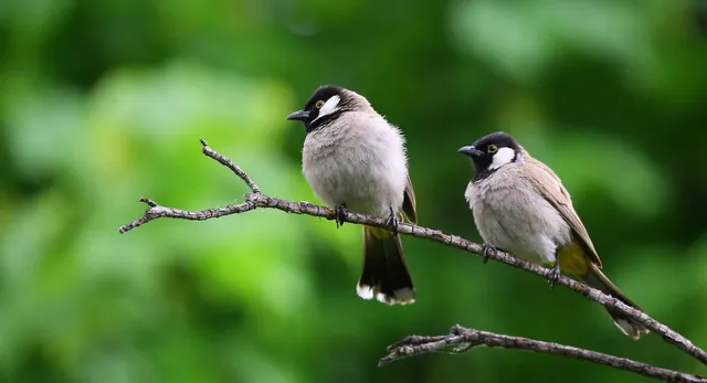 noida-welcomes-migratory-birds-at-okhla-sanctuary-forest-dept-plans-artificial-habitats-islands-watchtowers