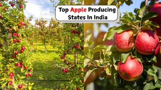 List Of Top Apple Producing States In India | Apple Tree Day 2026