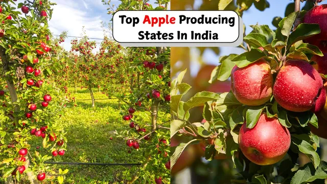 list-of-top-apple-producing-states-in-india-apple-tree-day-2026