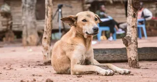 'Only For Institutional Areas': SC Clarifies On Removal Order In Stray Dogs Case