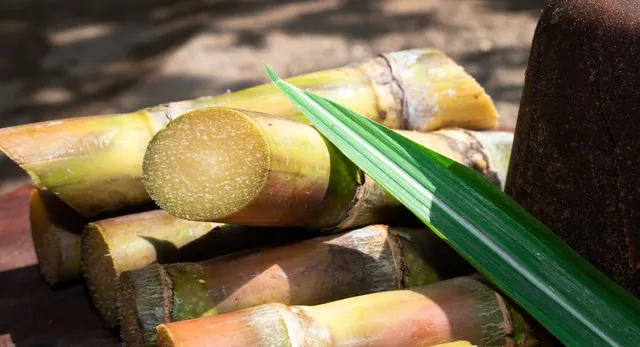 lucknow-new-sugarcane-varieties-to-cut-water-use-by-up-to-20-boost-yield-in-up