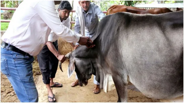 mp-research-to-find-cancer-cure-using-cow-products-ends-up-in-public-fund-misuse-probe-heres-what-university-said