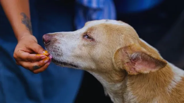telangana-police-register-case-against-nine-after-300-strays-dog-killed-and-poisoned-in-hanamkonda-village