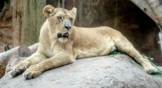 Uttarakhand Govt To Grant Up To Rs 15 Lakh For Wild Animal Attack Victims' Treatment