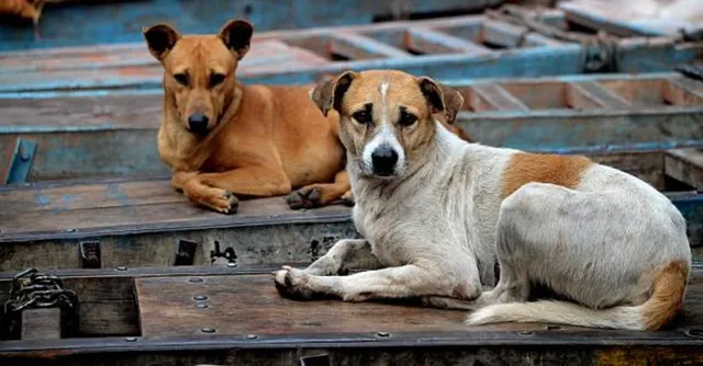 telangana-fir-filed-against-sarpanch-9-others-for-allegedly-killing-300-stray-dogs-in-shyampet