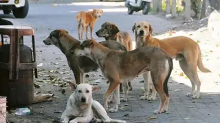 500 Stray Dogs Killed In Telangana Villages In One Week, Local Representatives, Including Sarpanches Booked; Know Why