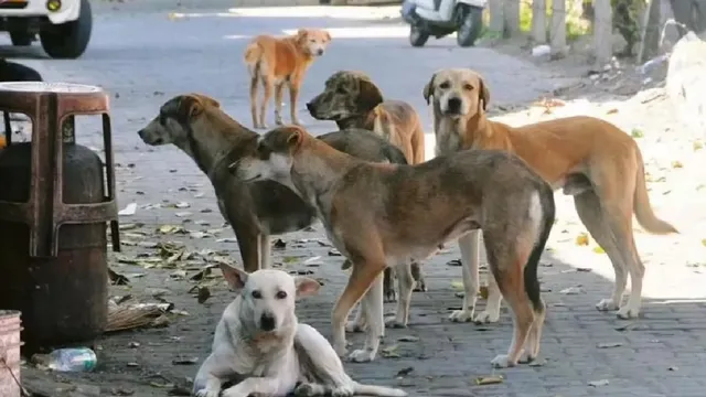 500-stray-dogs-killed-in-telangana-villages-in-one-week-local-representatives-including-sarpanches-booked-check-motive