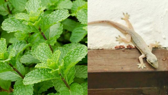 best-plants-to-get-rid-of-lizards-at-home-naturally-peppermint-eucalyptus-and-more