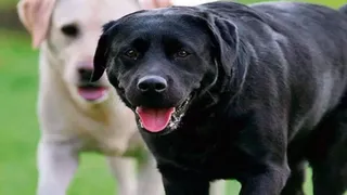 uttarakhand-rs-20000-fine-for-abandoning-pets-under-new-dog-rules-rottweilers-pitbulls-banned