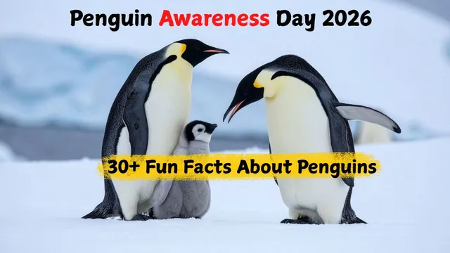 penguin-awareness-day-2026-fun-and-interesting-facts-about-seabirds-penguins