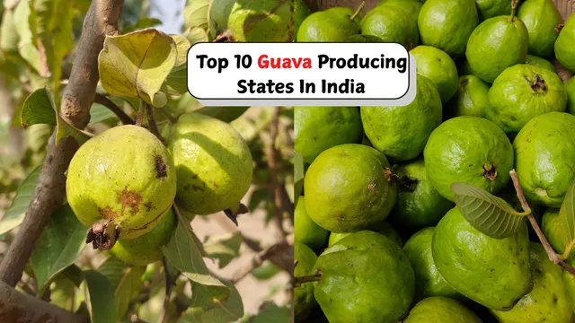 list-of-10-major-guava-producing-states-in-india-check-who-leads-the-list