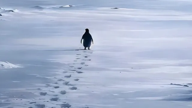 nihilist-penguin-death-march-meme-vs-reality-why-is-a-lonely-penguin-video-from-2007-going-viral