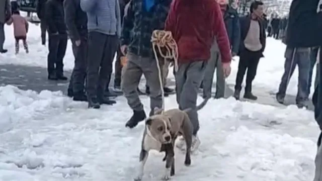 chamba-himachal-pradesh-pitbull-story-owner-dies-in-freezing-snow-loyal-pet-stands-guard-for-four-days-video