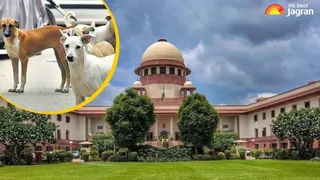 Stray Dog Case: SC Delays Verdict On Modification Requests; Flags Delays In State Governments Sterilisation Efforts